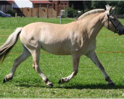 Zuchtstute Linia (Fjordpferd, 2007, von Picasso)