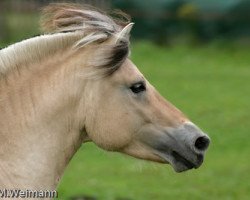 stallion Fjoeleson (Fjord Horse, 2006, from Fjølestaen N.2681)