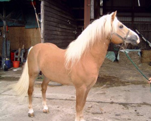 Deckhengst Midas (Haflinger, 1991, von Master Imladris)