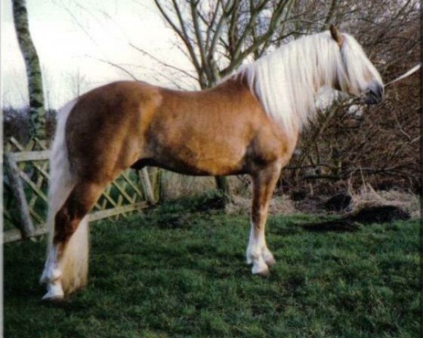 Deckhengst Master Imladris (Haflinger, 1985, von Magier)