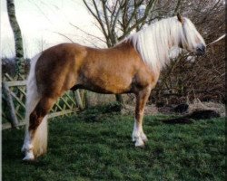 stallion Master Imladris (Haflinger, 1985, from Magier)