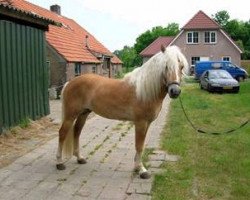 Deckhengst Belair (Haflinger, 2001, von liz. 173/T Barrique)