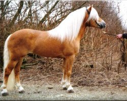 Deckhengst Altjo van de Kenterstreek (Haflinger, 1981, von Admiral)