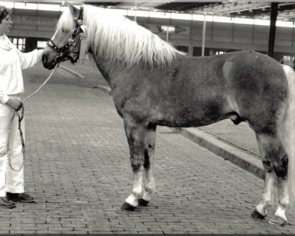 stallion Roderick Imladris (25% ox) (Edelbluthaflinger, 1979, from Ridder Hafar (50% ox))