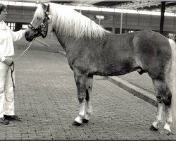 stallion Roderick Imladris (25% ox) (Edelbluthaflinger, 1979, from Ridder Hafar (50% ox))