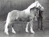 stallion Alex van de Heibloem (Haflinger, 1980, from Amor van Schafferden)