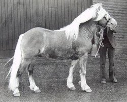 Deckhengst Alex van de Heibloem (Haflinger, 1980, von Amor van Schafferden)