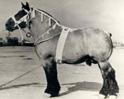 stallion Nico van de Heibloem (Brabant/Belgian draft horse, 1943, from Nico van Melo)