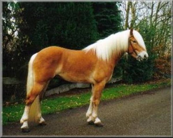 stallion Alcantara (Haflinger, 1996, from liz. 101/T Amadeus)