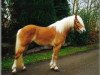 stallion Alcantara (Haflinger, 1996, from liz. 101/T Amadeus)