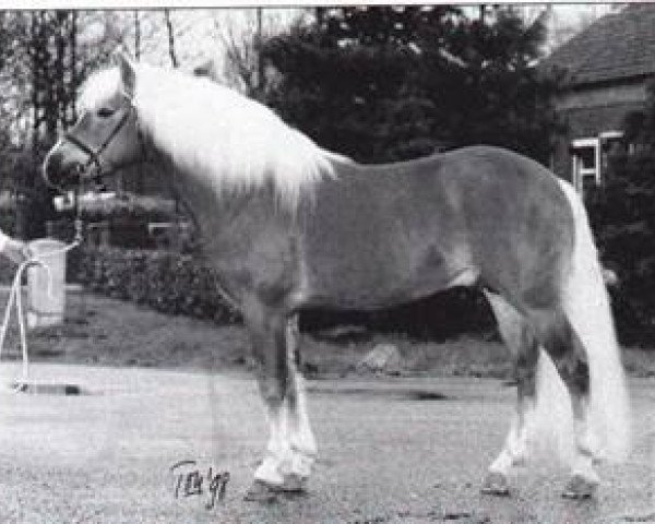 stallion Maestro van de Bosrand (Haflinger, 1989, from Magister Hf.K.120)