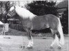 stallion Maestro van de Bosrand (Haflinger, 1989, from Magister Hf.K.120)