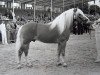 stallion Stefan van het Hout (3,125% ox) (Edelbluthaflinger, 1981, from Status (6,25% ox))