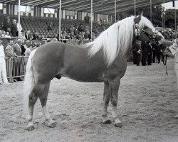 stallion Stefan van het Hout (3,125% ox) (Edelbluthaflinger, 1981, from Status (6,25% ox))