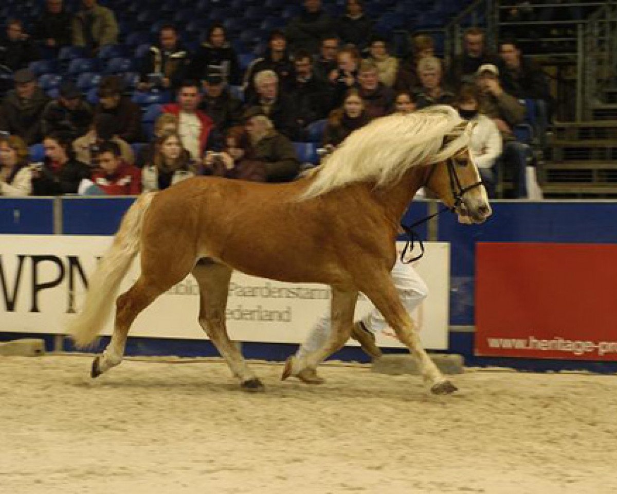 Deckhengst Starwin (Haflinger, 1989, von Stefan van het Hout (3,125% ox))