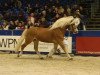 stallion Starwin (Haflinger, 1989, from Stefan van het Hout (3,125% ox))