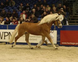 Deckhengst Starwin (Haflinger, 1989, von Stefan van het Hout (3,125% ox))