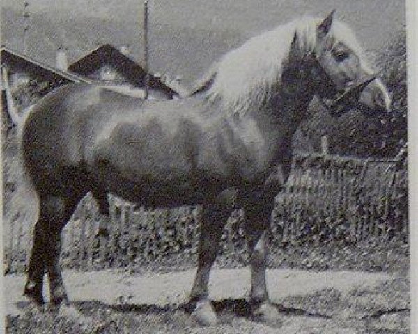 stallion 407 Mobil (Haflinger, 1956, from 1582 Monarch)