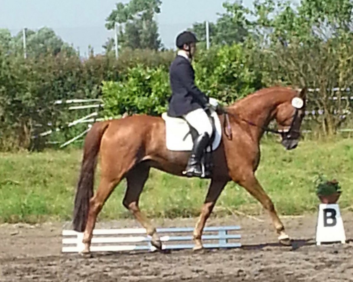 jumper Lars (Hessian Warmblood, 2007, from Leviathan)