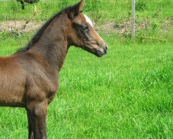 jumper Carla 174 (Hanoverian, 2008, from Contagio)