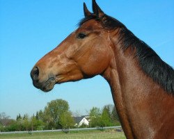 horse Fritz (Hanoverian, 2006, from Frenchman II)