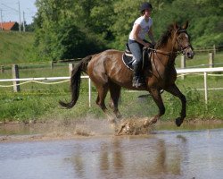 broodmare Raffaela 77 (Sachse, 1994, from Rathenau)