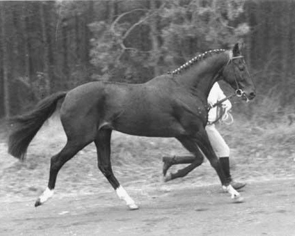 stallion Vesins xx (Thoroughbred, 1965, from Tarquin xx)