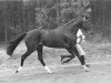 stallion Vesins xx (Thoroughbred, 1965, from Tarquin xx)