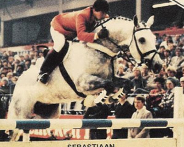 Pferd Sebastiaan (KWPN (Niederländisches Warmblut), 1976, von Vesins xx)