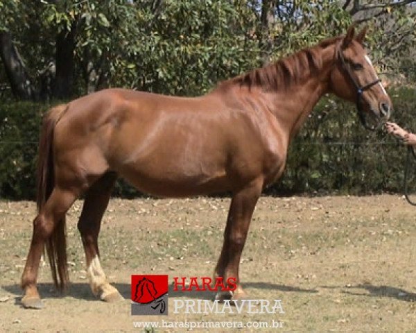 Zuchtstute Elise van Sint Maarten (Belgium Sporthorse, 1988, von Furisto)