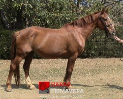 broodmare Elise van Sint Maarten (Belgium Sporthorse, 1988, from Furisto)