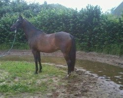 broodmare Schablis (Trakehner,  , from Sir Chamberlain)