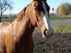 dressage horse Savage Garden (German Sport Horse, 2004, from Samba Hit I)