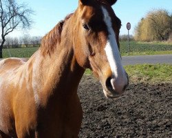 dressage horse Savage Garden (German Sport Horse, 2004, from Samba Hit I)