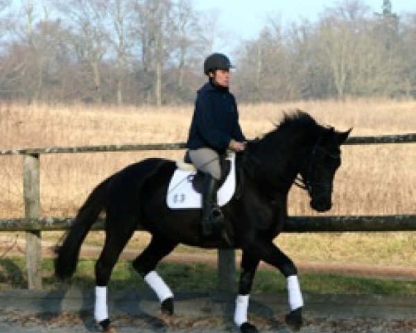 dressage horse Isabelle (Trakehner, 2009, from Axis TSF)