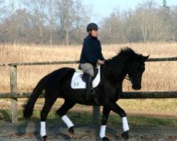 dressage horse Isabelle (Trakehner, 2009, from Axis TSF)