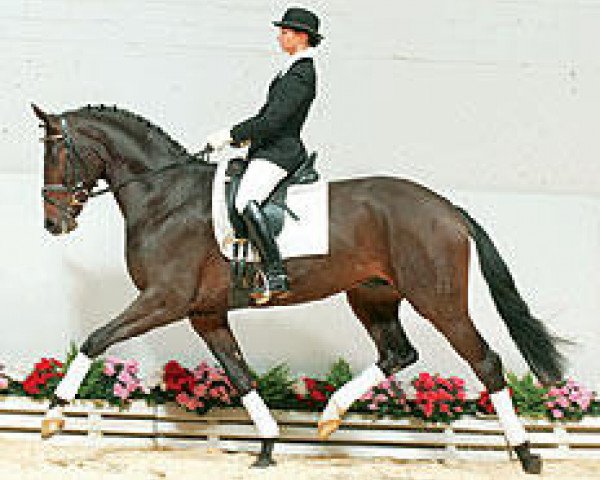 stallion Don Kennedy (Oldenburg, 2001, from Donnerhall)