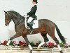 stallion Don Kennedy (Oldenburg, 2001, from Donnerhall)