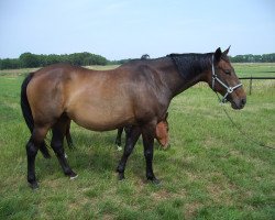 Zuchtstute Miss Polly (KWPN (Niederländisches Warmblut), 1994, von Polydor)