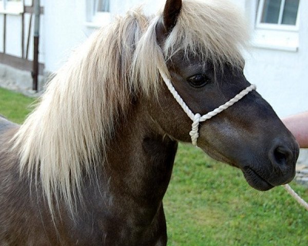 stallion Nico (Dt.Part-bred Shetland pony, 1989, from Nicki)
