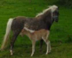 Zuchtstute Annabella (Deutsches Classic Pony, 2002, von Nico)