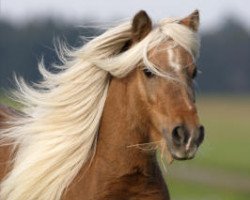 broodmare Arabella (Dt.Part-bred Shetland pony, 1989, from Jerry)