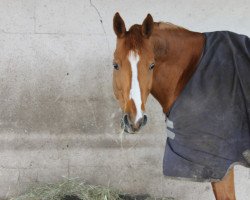 jumper Georgino 11 (Trakehner, 2005, from Acartenango)