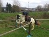 Zuchtstute Gypsy (Tinker / Irish Cob / Gypsy Vanner, 2010)