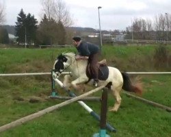 Zuchtstute Gypsy (Tinker / Irish Cob / Gypsy Vanner, 2010)