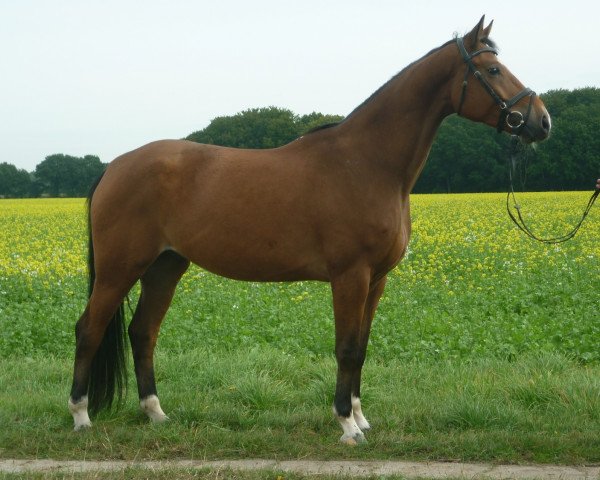 horse Don Henrico (Hanoverian, 2006, from White Star)