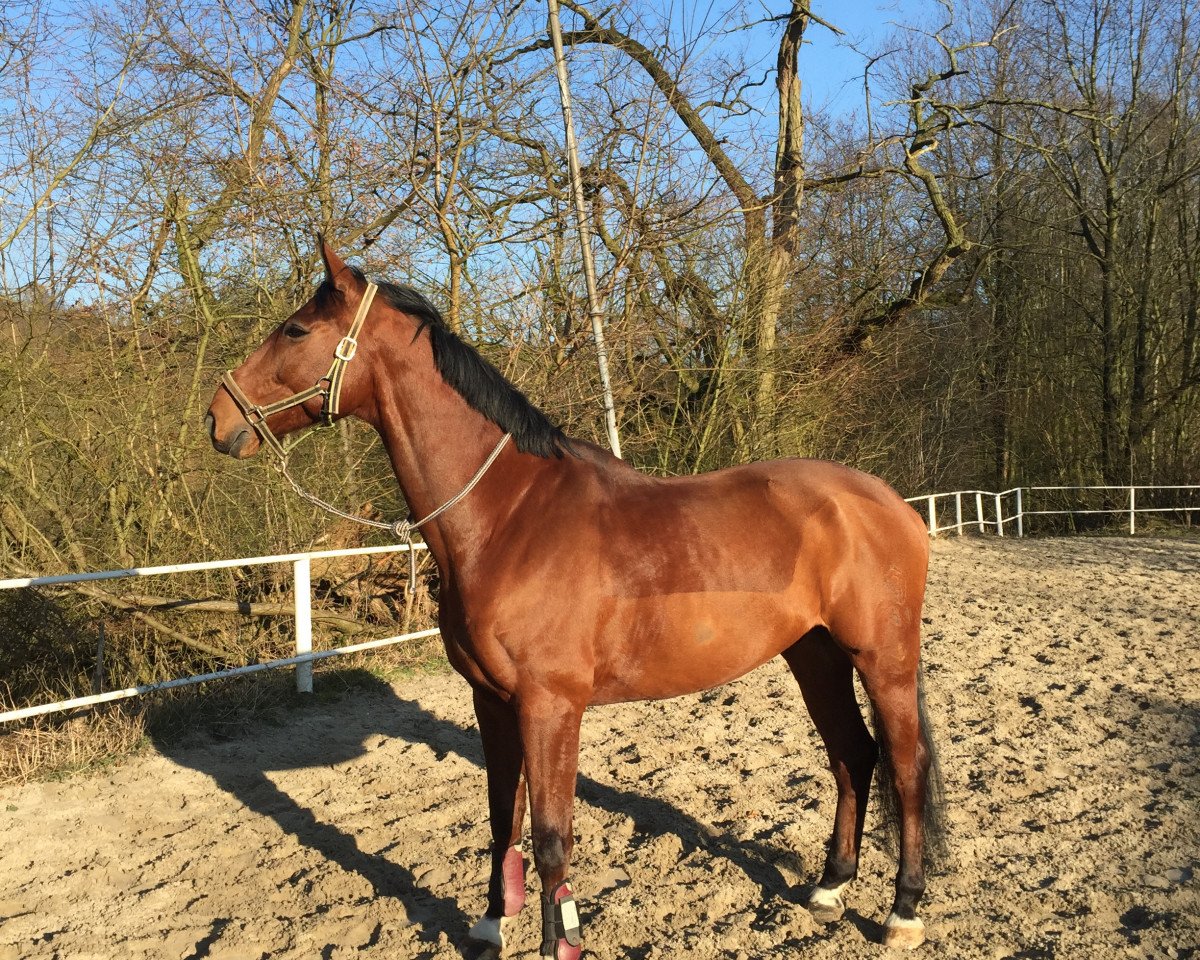 dressage horse Conturo JS (Westphalian, 2004, from Co-Pilot)