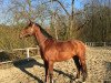 dressage horse Conturo JS (Westphalian, 2004, from Co-Pilot)