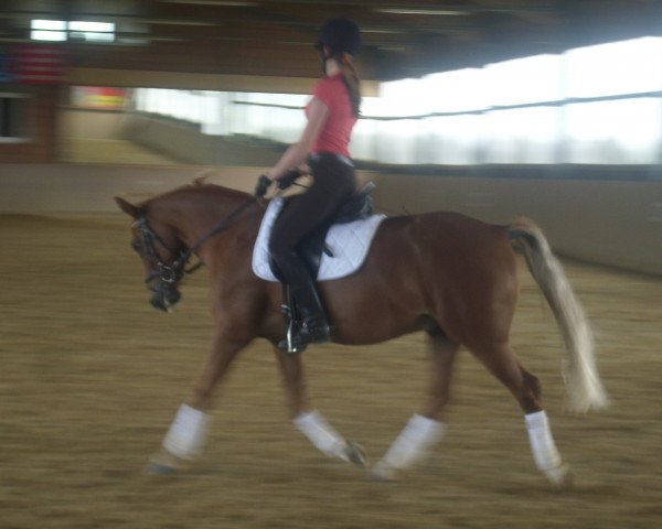 dressage horse Winnetou 774 (German Riding Pony, 2001)