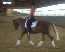 dressage horse Winnetou 774 (German Riding Pony, 2001)